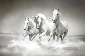 Tier Werke - weiße Pferde laufen
